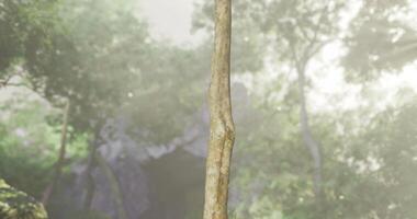 CGI Tall tree trunk surrounded by mist in a serene forest setting during morning video