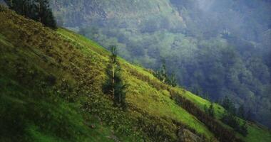 CGI Vibrant green hillside with lush vegetation and distant mountains in daylight video
