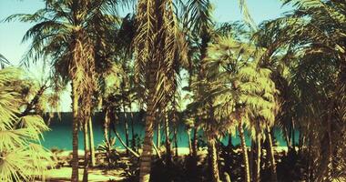 CGI Lush tropical palms overlooking a serene turquoise beach in daylight video