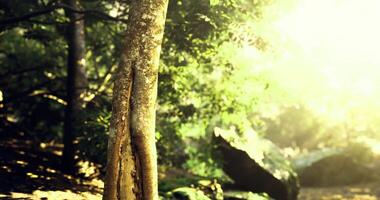 CGI Sunlight filtering through trees in a tranquil forest setting during daytime video