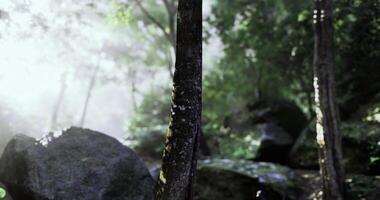 CGI Serene forest with sunlight and morning mist filtering through trees video