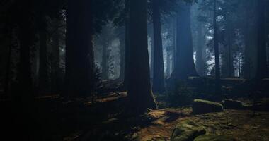 CGI Dense forest with sunlight filtering through trees at dusk video