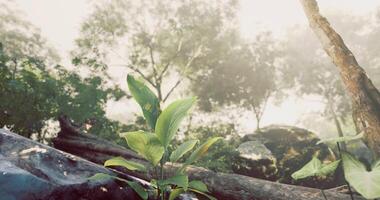 CGI Misty morning in a lush forest with green plants and soft sunlight video