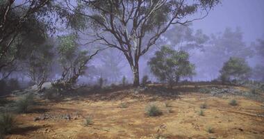 CGI Foggy morning in a tranquil forest with eucalyptus trees and soft earth video