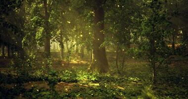 CGI Enchanting forest illuminated by glowing fireflies at dusk video