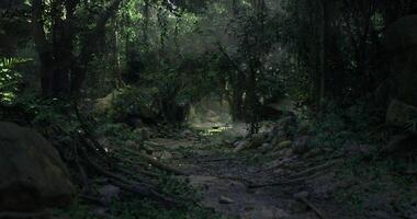 cgi üppig Wald Pfad mit dicht Grün und weich, diffus Licht während Mittag video