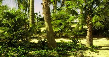 CGI Lush tropical greenery with palm trees and vibrant foliage at midday video
