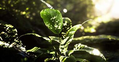 CGI Sunlight filtering through leaves in a lush forest setting during early morning video