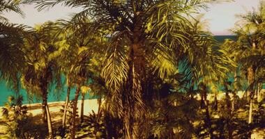 CGI Lush palm trees overlook tranquil beach and ocean under clear sky video