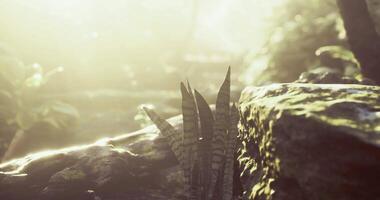 CGI Sunlight filtering through forest foliage enhances vibrant plant life video