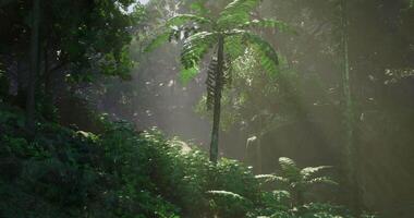 CGI Lush forest landscape with sunlight filtering through tropical foliage video