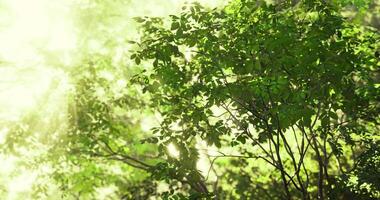 cgi luz solar filtros através exuberante verde folhagem dentro uma sereno floresta configuração video