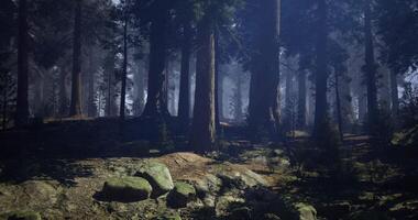 CGI Mystical forest landscape with tall trees and soft light during early morning video