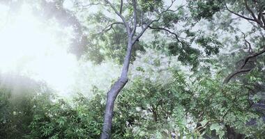 CGI Lush trees and vibrant greenery under soft sunlight in a tranquil forest video