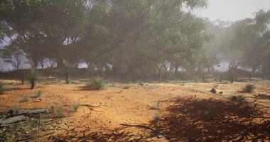 CGI Landscape with arid terrain and dense vegetation under hazy conditions video