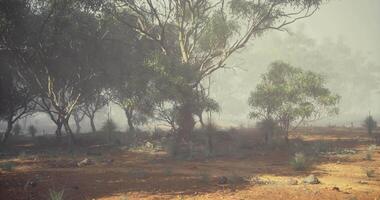 CGI Misty morning in a serene forest with eucalyptus trees and soft light video