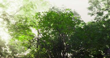 CGI Bright green leaves flourish on trees, creating a vibrant canopy video