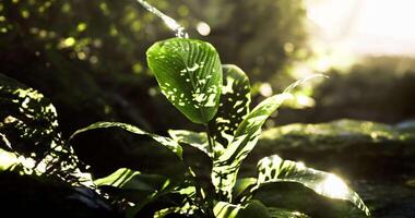 CGI Sunlight filtering through leaves in a lush green forest setting video