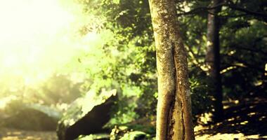 CGI Sunlight filtering through trees creating a serene forest atmosphere video