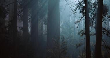 CGI Misty forest landscape showing tall trees and dense fog in tranquil setting video