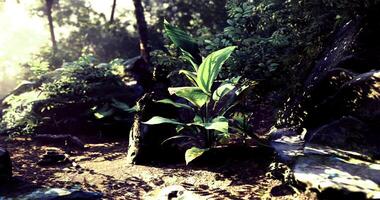 CGI Lush green vegetation in a sunlit forest setting with rocks video