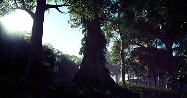 CGI Majestic forest with towering trees and dappled sunlight during morning hours video