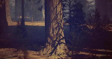CGI Majestic forest scene with towering trees and intricate shadow patterns video