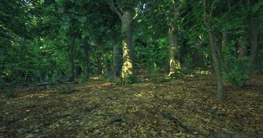 CGI Lush forest setting with sunlight filtering through tall trees video