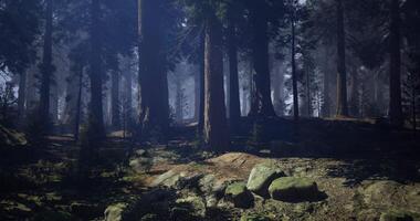 CGI Mysterious forest landscape with tall trees and moss covered ground at twilight video