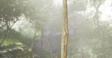 CGI Walking stick stands upright in a misty forest surrounded by lush greenery video