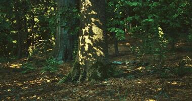 CGI Light filtering through trees creates intricate patterns on a forest floor video