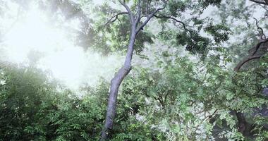 CGI Lush green forest landscape under soft sunlight filtering through trees video