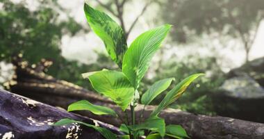 CGI Lush green plant thriving in a serene forest environment during daylight video