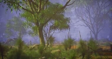 CGI Lush greenery and misty atmosphere in an Australian bushland setting video