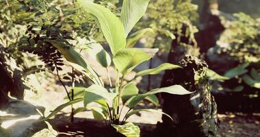 CGI Lush green plants thriving in a serene forest setting during daylight video