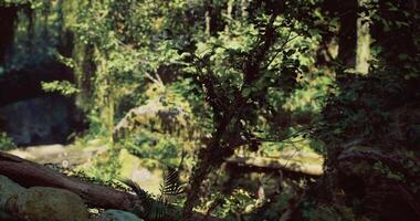 CGI Exploring a lush forest landscape with dense greenery and winding paths video