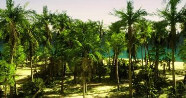 CGI Lush tropical forest beside calm ocean under bright sky during daytime video
