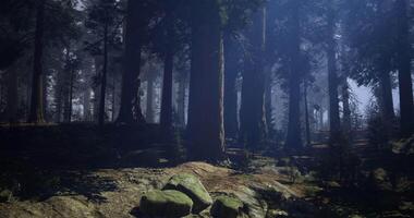 CGI Majestic forest landscape with tall trees and serene atmosphere at dawn video