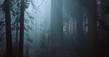 CGI Mysterious forest shrouded in fog with tall trees in soft light video
