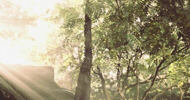 CGI Sunlight breaking through trees in a lush forest during morning hours video