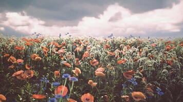 CGI Vibrant field of poppies and wildflowers under a cloudy sky in spring video