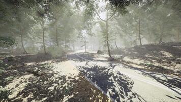 CGI Serene forest trail with morning light filtering through trees in fog video