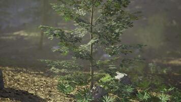 CGI Tall green tree in a serene forest during the early morning light video