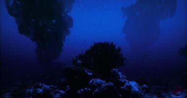 CGI Exploring the depths of an underwater wonderland teeming with life video