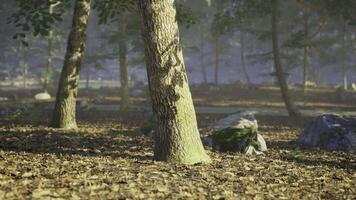 CGI Natural forest landscape with trees and rocks under soft sunlight video