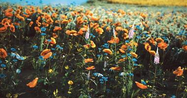 CGI Colorful wildflowers bloom vibrantly in a lush field during springtime video