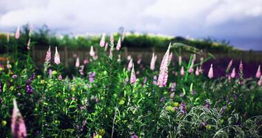 CGI Vibrant flowers bloom in a lush garden under a cloudy sky video