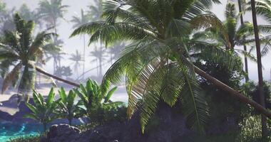 CGI Lush tropical landscape with palm trees and vibrant greenery near the shore video