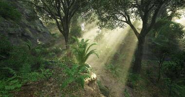 CGI Light breaking through trees in a lush green forest setting video