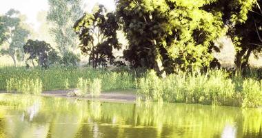 CGI Sunlight filters through trees by a tranquil pond surrounded by lush greenery video